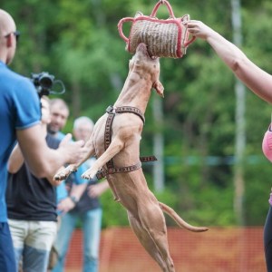 Жесткая джутовая подушка «Dog Fight» для дрессировки питбуля